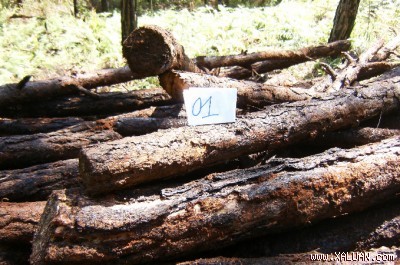 Pines are cut down on September 24. (Photo:Da Lat forest ranger station) Pines are cut down on September 24. (Photo:Da Lat forest ranger station)